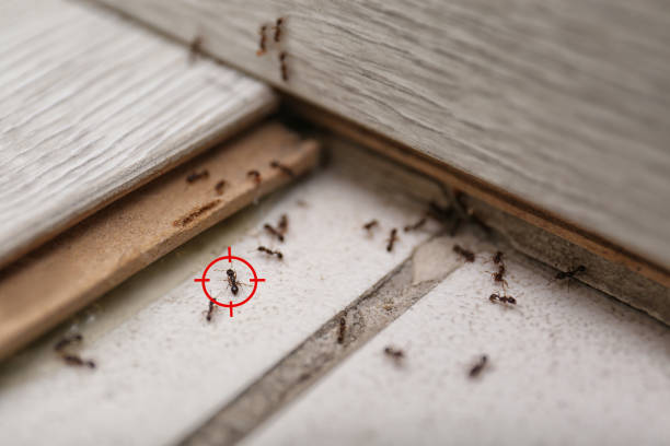 Pest Control Cost in Sloan, NY